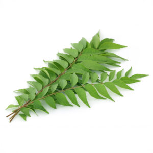 Curry Leaf Tree