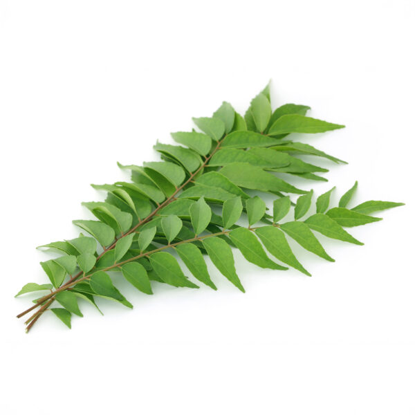 Curry Leaf Tree