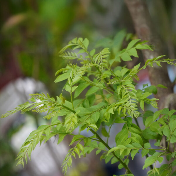 Curry Leaf Tree - Image 2