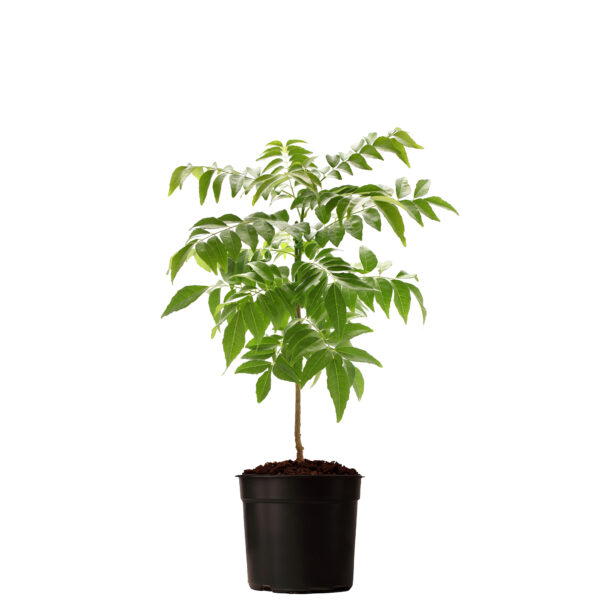 Curry Leaf Tree - Image 3