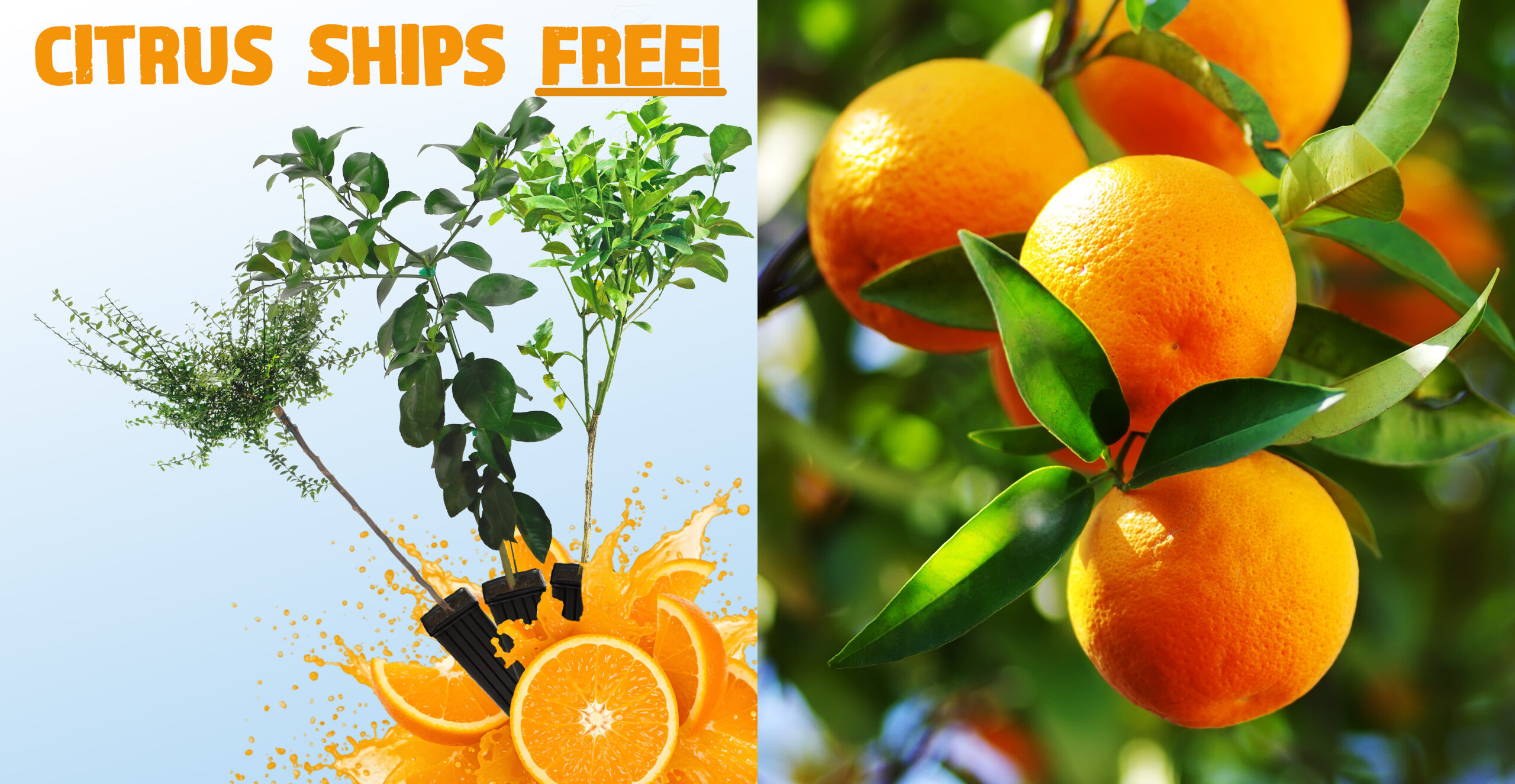 All Citrus at South Eden Nursery Ships Free