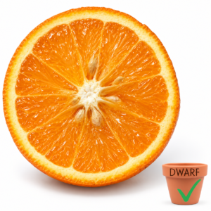 Sliced Valencia orange with dwarf badge